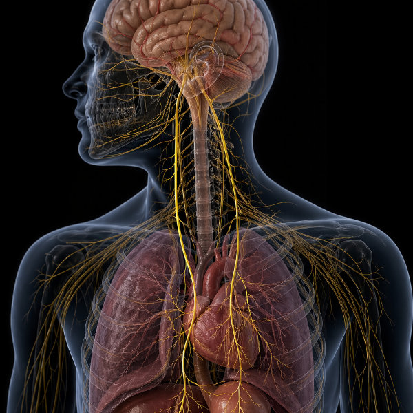 The Vagus Nerve